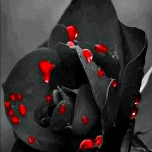 Meet your Posher, Norma l